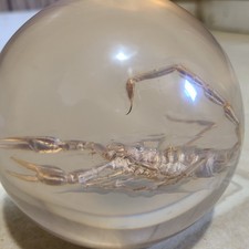 GOLDEN SCORPION IN CLEAR RESIN
