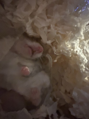 hamster