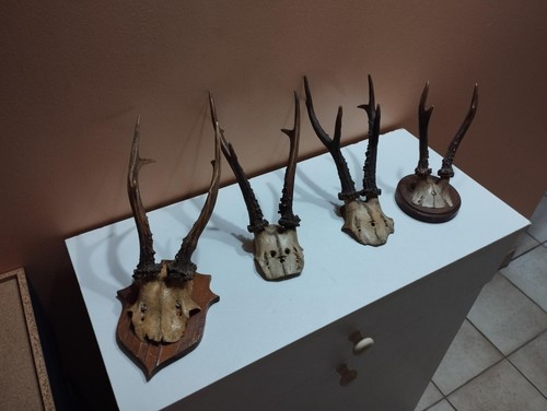 Trophee chevreuil bois - 4, de
