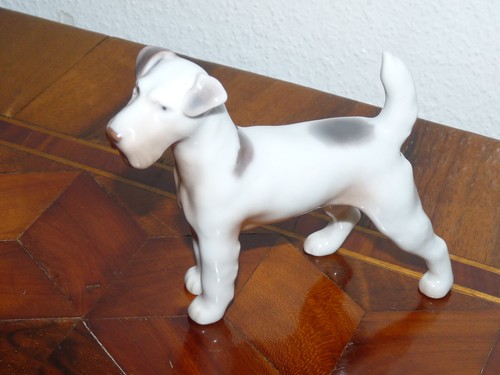 Superbe chien fox - superbe,