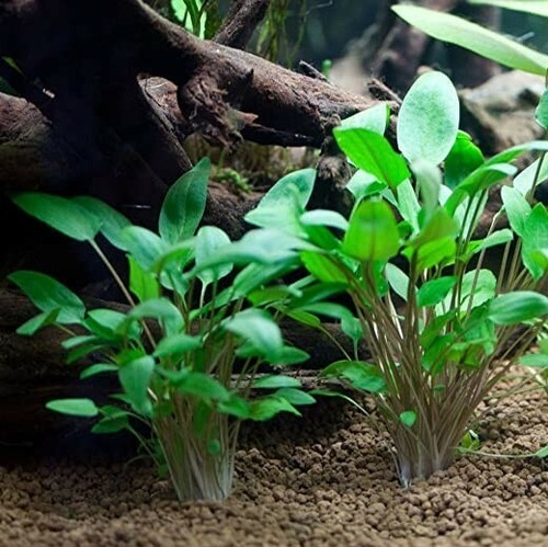 Cryptocoryne wendtii verte - cryptocoryne,