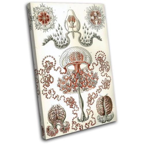Botanical jellyfish vintage - jellyfish,