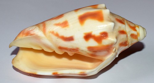 Sea shell coquillages - sea,