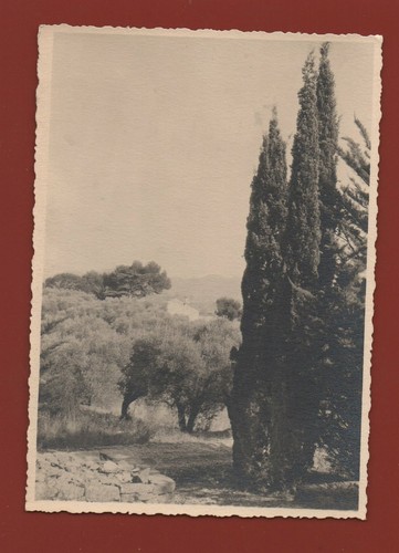 Provence oliviers et - en,