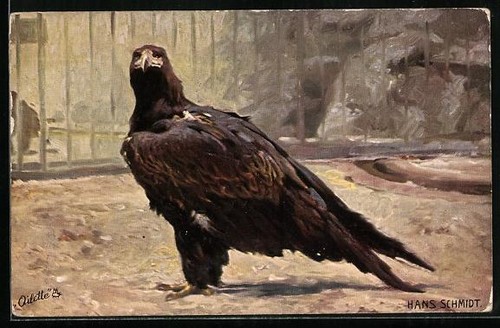 Artist postcard eagle - in, the