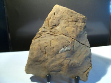 FOSSILE.  ÉCORCE BOIS PÉTRIFIÉ.   Paléobotanique.  Paléoenvironnement.  Drôme.