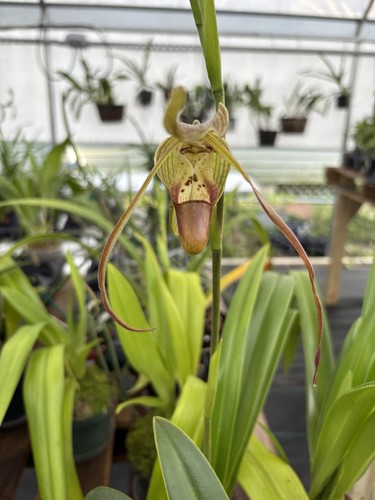 Phragmipedium mauna pot - -,