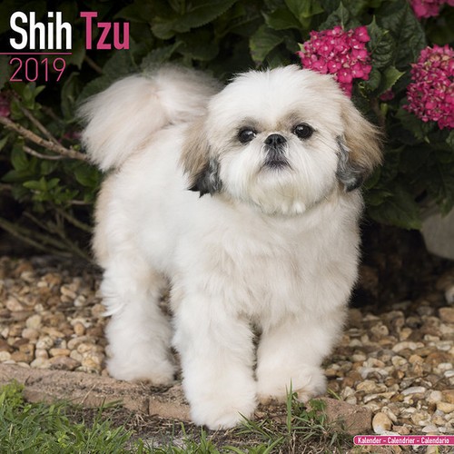 Calendrier 2019 shih tzu - shih,