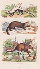 Wiesel Marder Iltis Marten