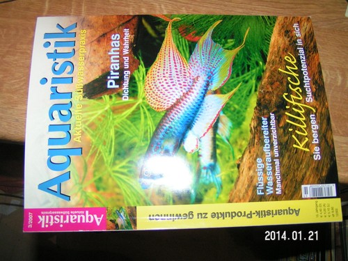 Aquaristik 2007 piranhas - aquaristik,
