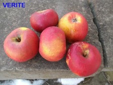 Pommier greffé - Vérité