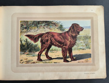 Chasse, Epagneul Allemand