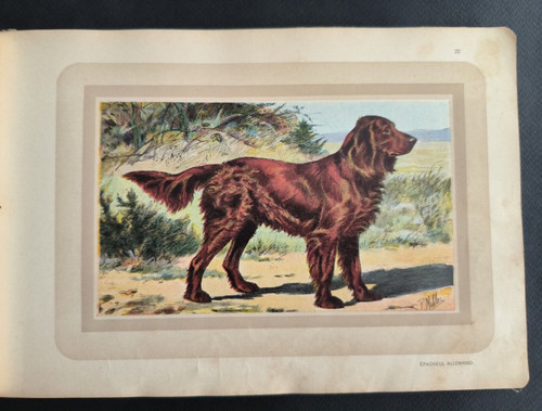 Chasse epagneul allemand - chasse,,