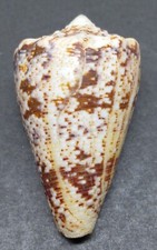 Conus (Stephanoconus) regius