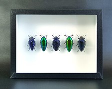 Collection de coléoptères buprestes - (insecte entomologie taxidermie)
