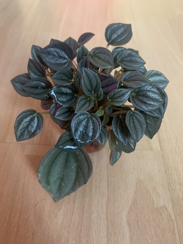 Peperomia napoli - peperomia,