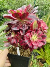 Aeonium medusa succulente - aeonium,