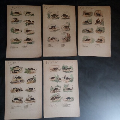 Gravures raton taupe - gravures:, raton,taupe