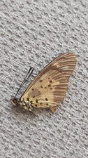 insecte entomology lepidoptere