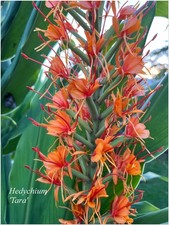 Hedychium Tara ° 1  rhizome