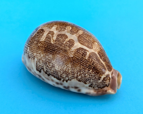 Cypraea mappa rosea ultraviola