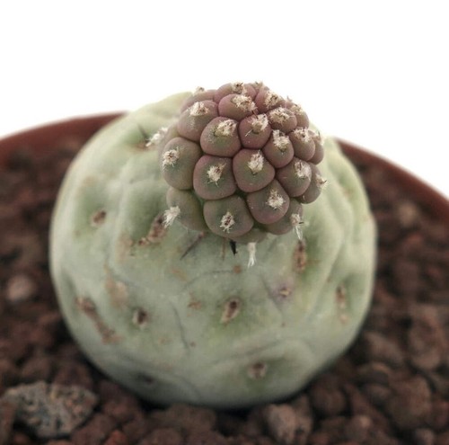 Tephrocactus geometricus