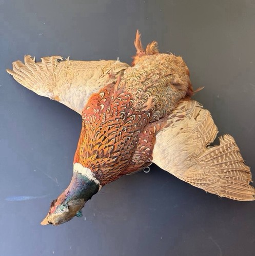 Vintage ring necked pheasant - ring-necked,