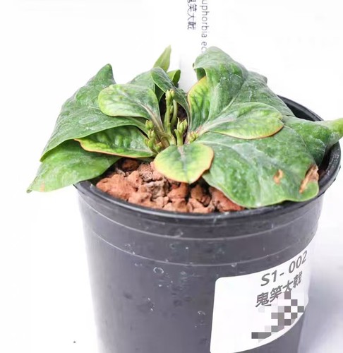Pot 5cm sale rare - 8.5cm,