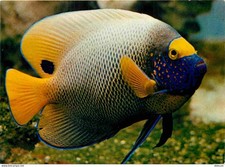 Animaux - Poissons - Aquarium Tropical du Musée de Zoologie de Nancy - Holacanth