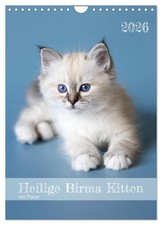 Calendrier du chaton Sacré de Birmanie avec planning (Calendrier mural 2026 DIN 