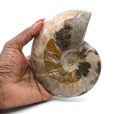 Ammonite fossile entière de Madagascar 465gr 125mm Madagascar
