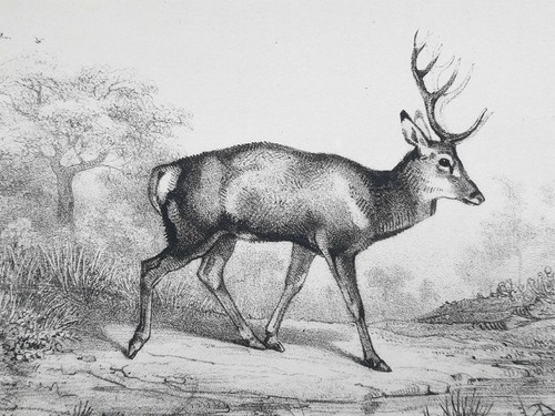Cerfs dix cors antoine louis - cors,