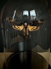 Sphinx Tête de Mort - Acherontia Atropos- DeathHead hawkmoth A1 sous globe verre