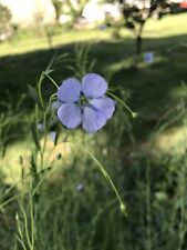 250 Graines De Lin Bleu (bio)