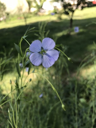 250 graines lin - bleu, (bio)