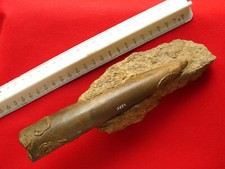 Bélemnite du Bajocien 