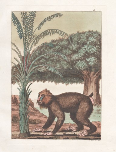 Hamadryas baboon mantelpavian - baboon,