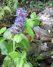 ♫ PONTEDERIE Feuille-Coeur