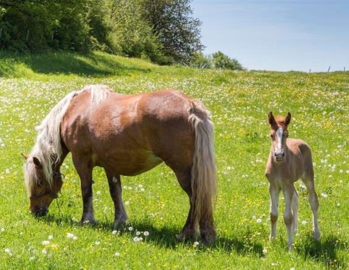 Aimant chevaux haflinger - 3d,