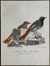 1830 - Rougequeue noir - Lithographie ancienne d'oiseau (Ornithologie) couleurs
