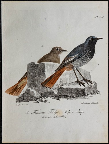 1830 rougequeue noir - 1830,