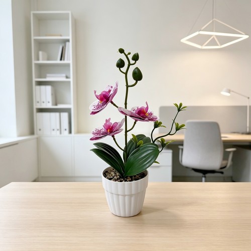Phalaenopsis plante - phalaenopsis,