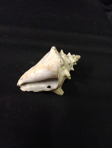 Coquillage lambi strombe - lambi, l