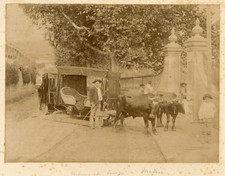 Portugal, Madère, voiture de louage, attelage avec des boeufs  Vintage albumen p