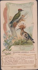 CHROMO ANCIEN CPA CHOCOLAT AIGUEBELLEL/LE  MONDE DES OISEAUX : PIC VERT HUPPE