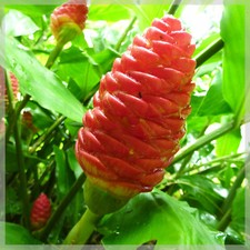 1 Plant en racines nues de Gingembre shampoing (Zingiber zerumbet) + Phyto