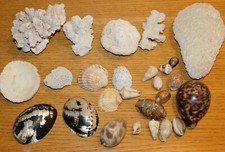 collection LOT COQUILLAGE de