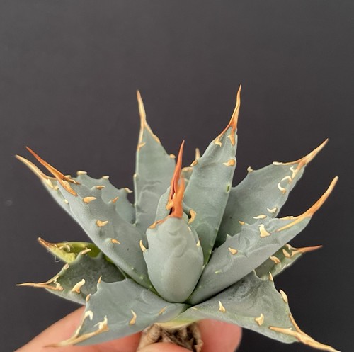 Big agave utahensis - big,