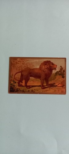 Chromo lion - ,