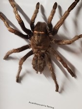 Taxidermie D'une Mygale Géante. Entomologie. Effrayant